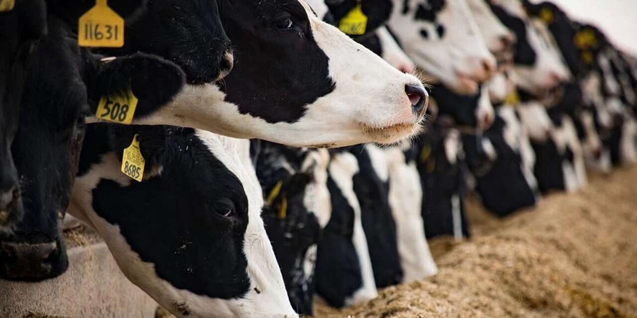 Çiftçilere müjde! Hayvancılık desteklerinde yeni dönem