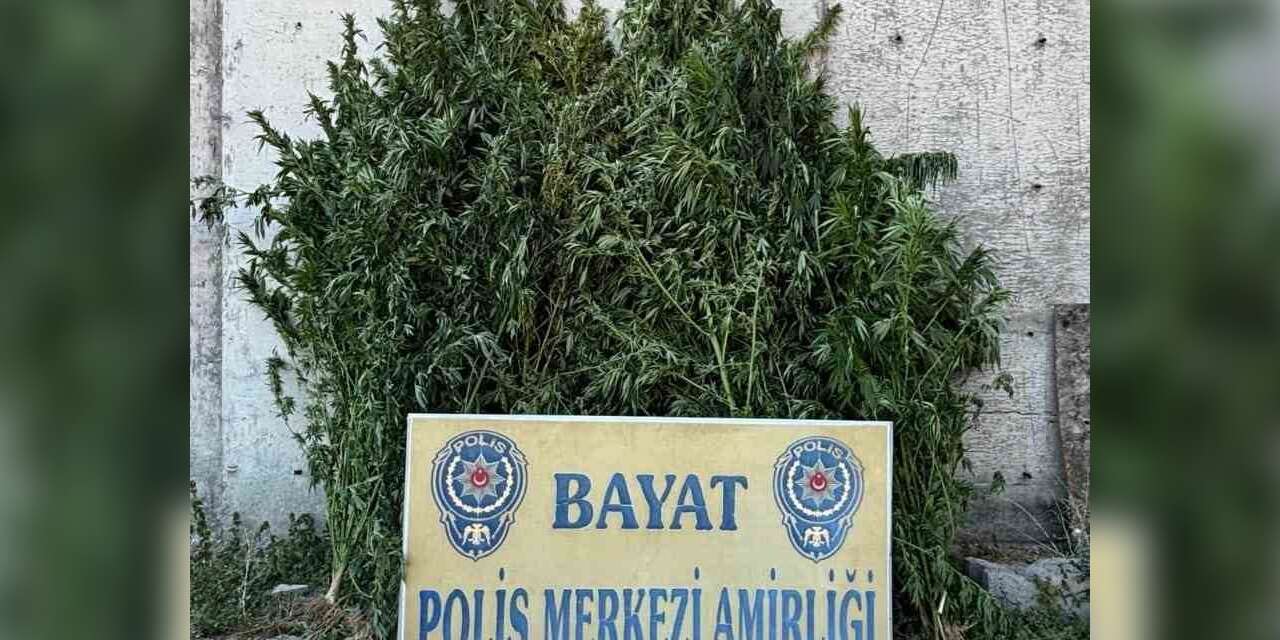 Çorum’da 46 kök Hint keneviri ele geçirildi: 1 tutuklama