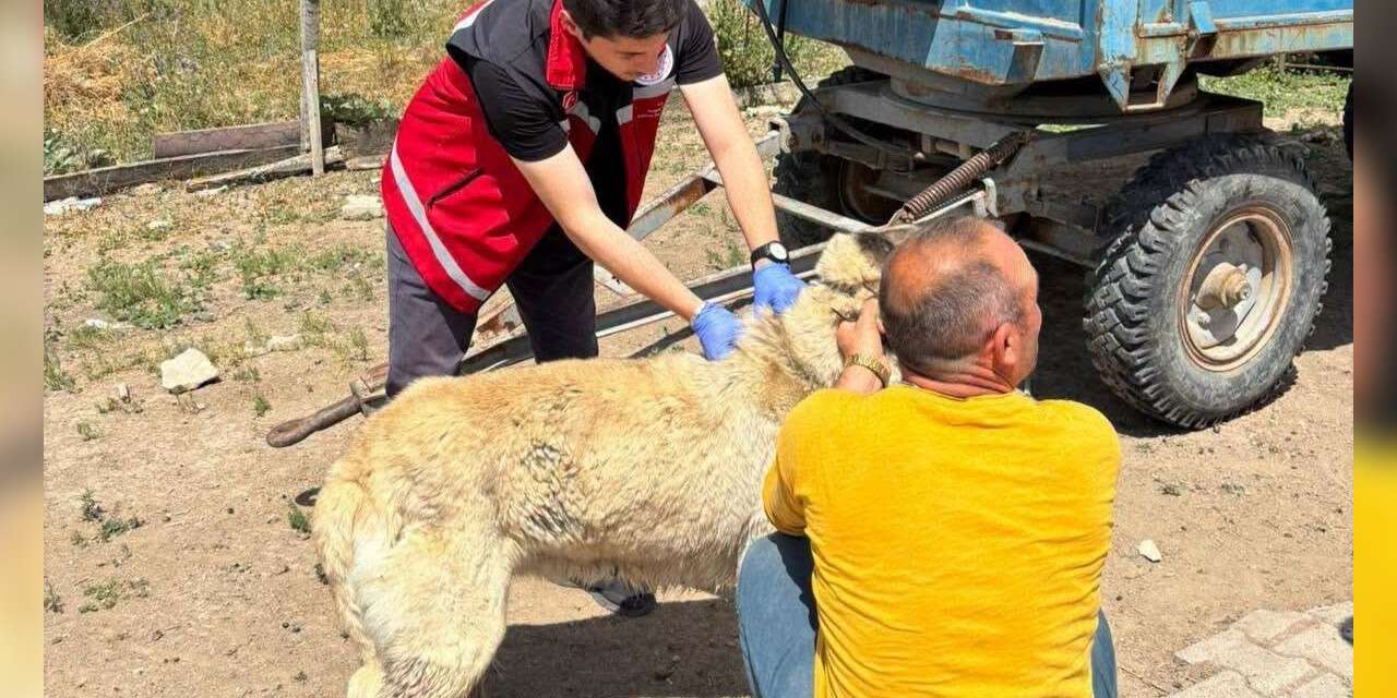 Valilik köpek sahiplerini uyardı: Kayıt yaptırmayana 10 bin, ter edene 108 bin TL ceza