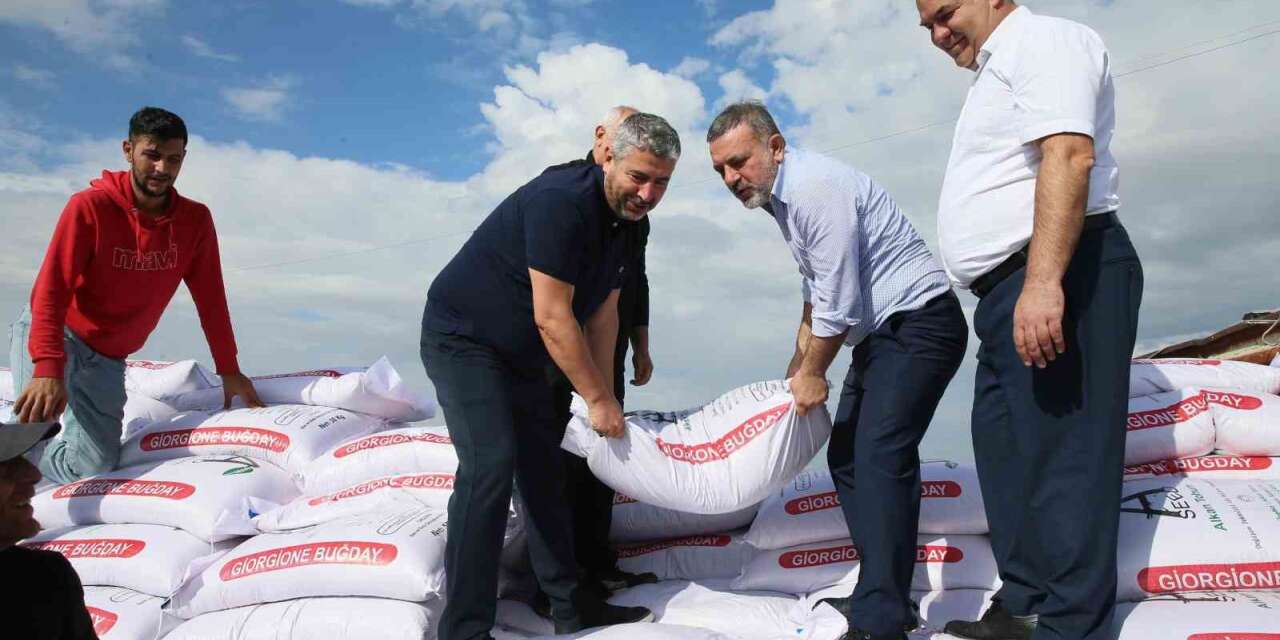 Sincan Belediyesi’nden çiftçilere buğday tohumu desteği