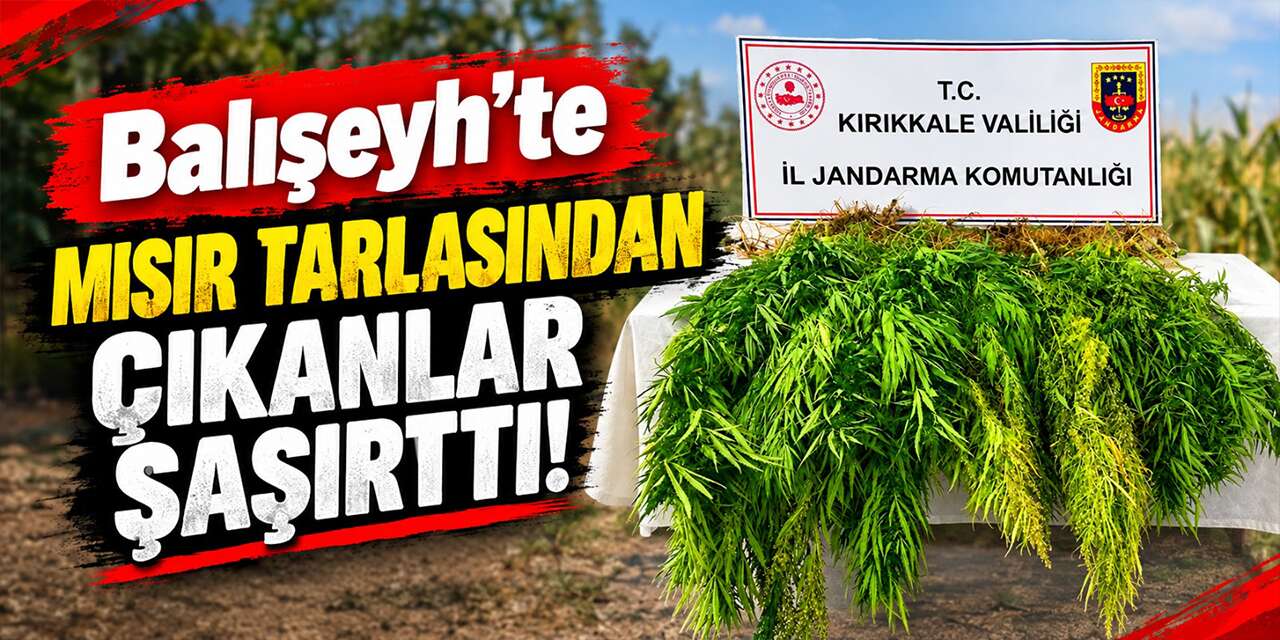 Balışeyh’te mısır tarlasından çıkanlar şoke etti!