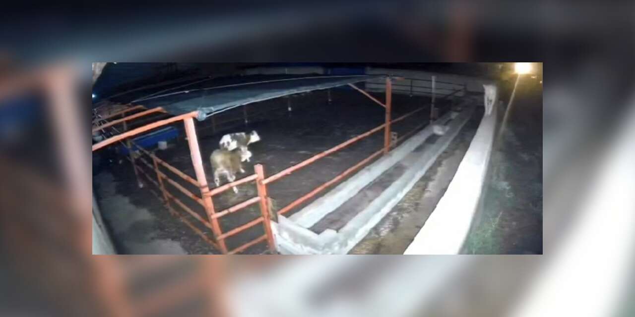 Mandıraya giren kurtlar hayvanlara saldırdı