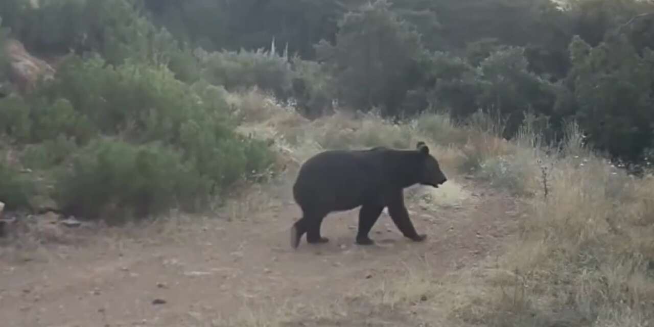 Ormanda yiyecek arayan ayı kamerada