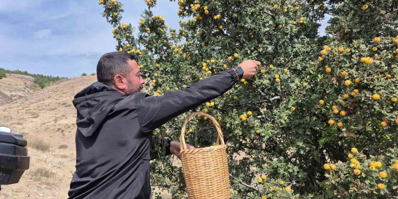 Doğada kendiliğinden yetişiyor faydaları saymakla bitmiyor