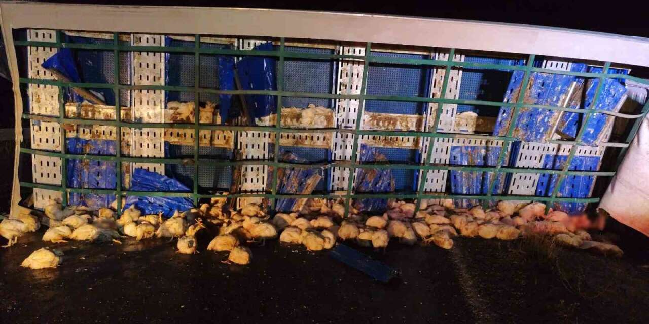 Tavuk yüklü tır devrildi, çok sayıda tavuk telef oldu