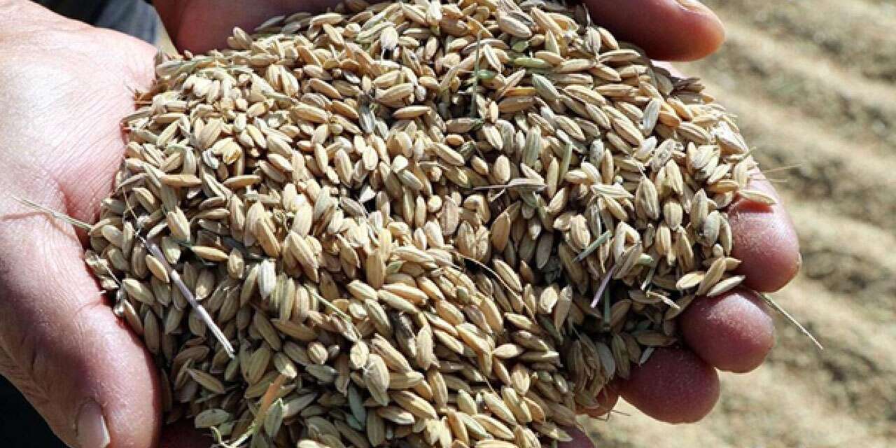 Çeltik alım fiyatları belli oldu