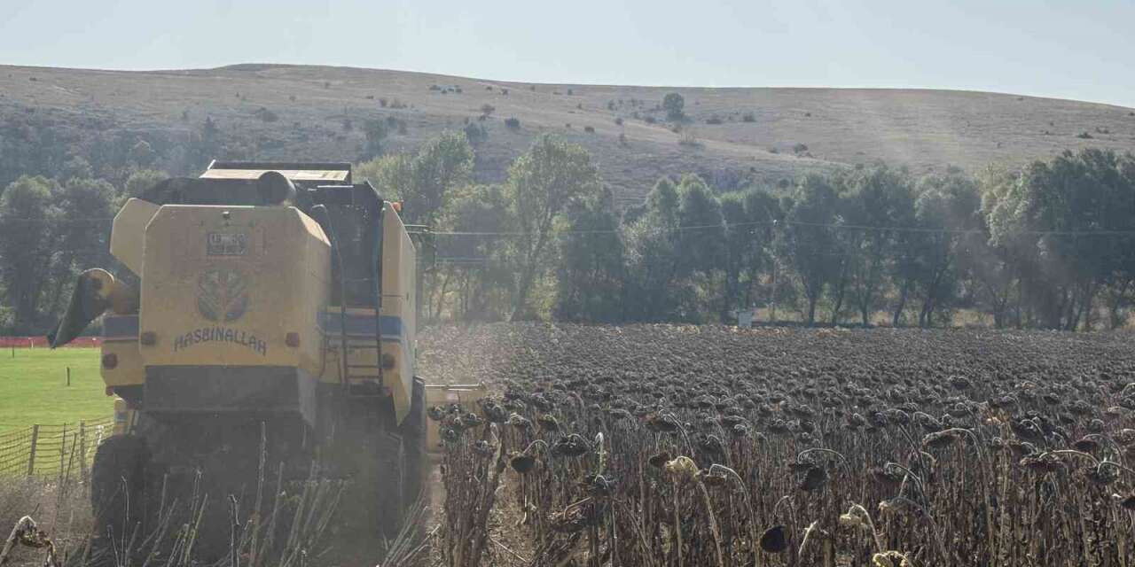 Çorum Belediyesinin atıl arazide yetiştirdiği ayçiçek hasat edildi
