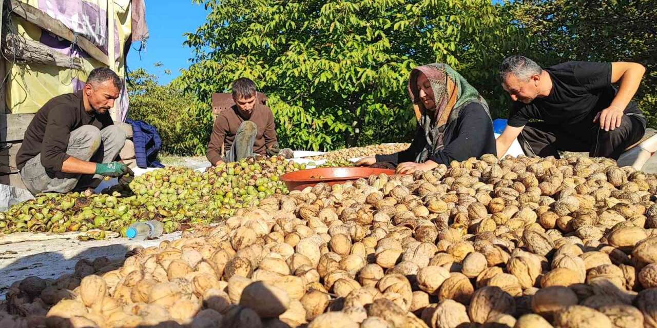 Ceviz hasadı başladı: Üretici verimden memnun
