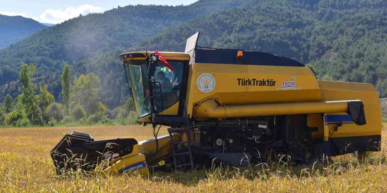 Coğrafi işaretli ‘sarıkılçık’ pirincinin hasadı devam ediyor