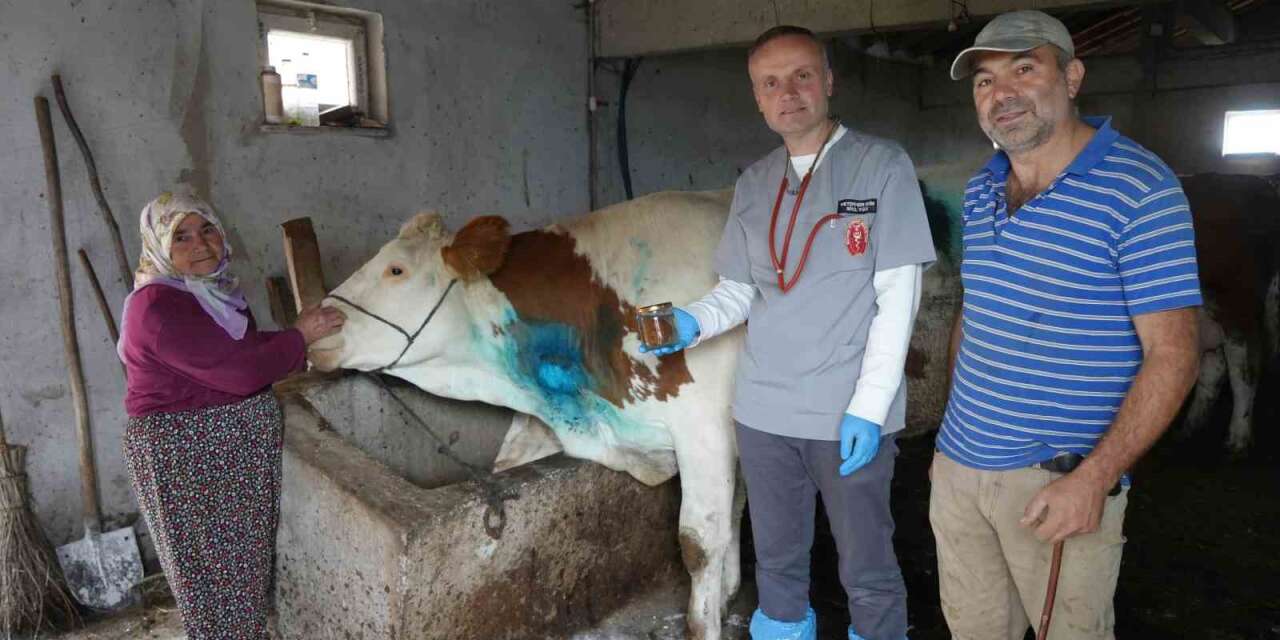 Yemek borusuna armut kaçan gebe inek, ameliyatla kurtarıldı