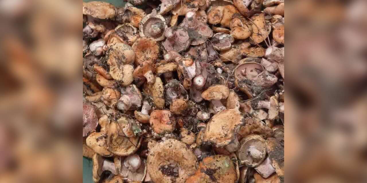 Kanlıca mantarı hasadı başladı