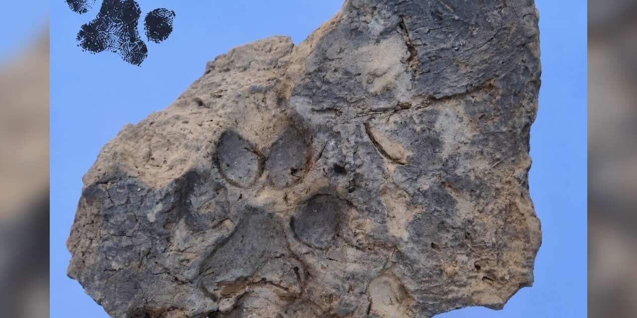 Tavşanlı Höyük’te 4 bin yıllık pati izi bulundu