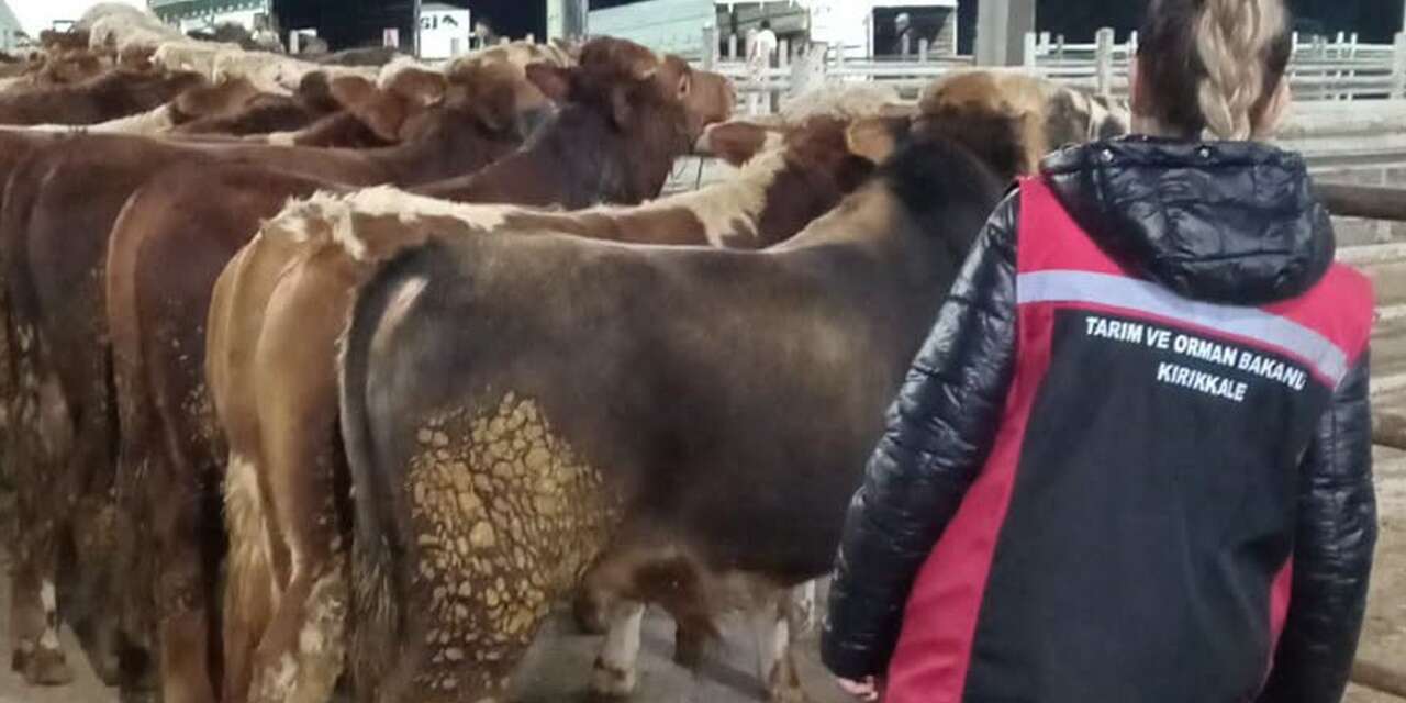 Kırıkkale’de hayvan pazarı yeniden açıldı: Sağlık ve belge denetimleri yapıldı