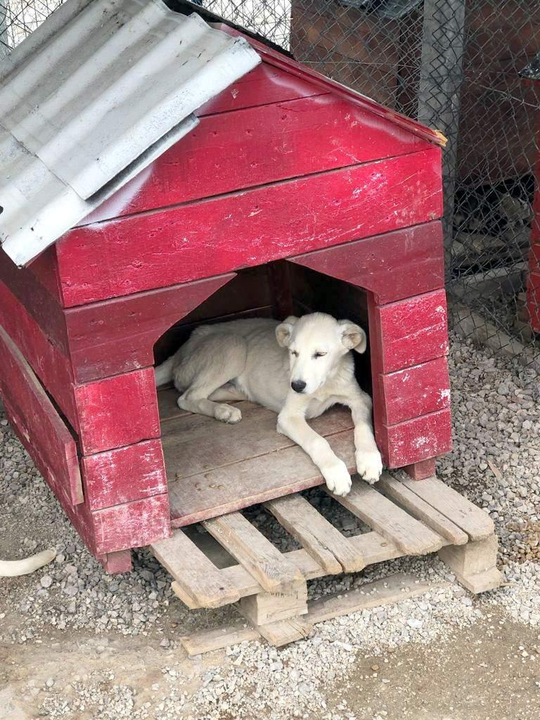 Can dostlarımız Yahşihan'da sahiplerine daha da yakın