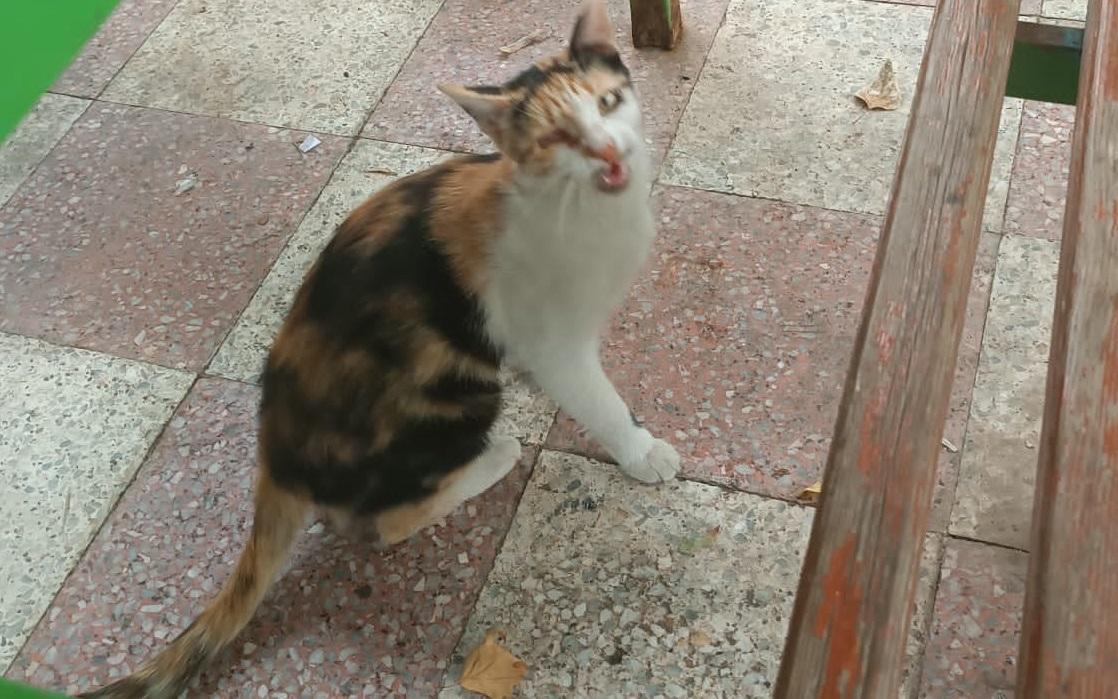 Aç kediler birbirlerinin gözlerini çıkarttılar