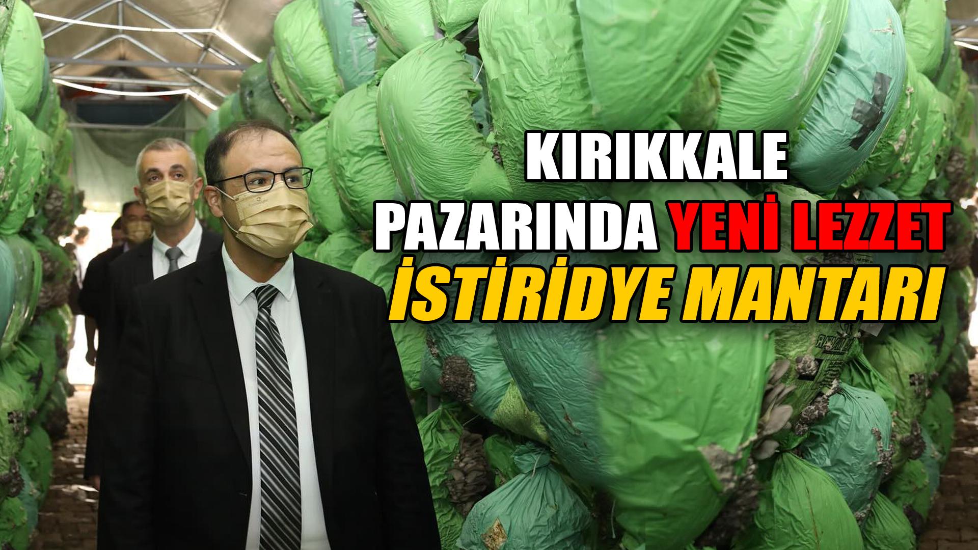 KIRIKKALE PAZARINDA YENİ LEZZET: İSTİRİDYE MANTARI
