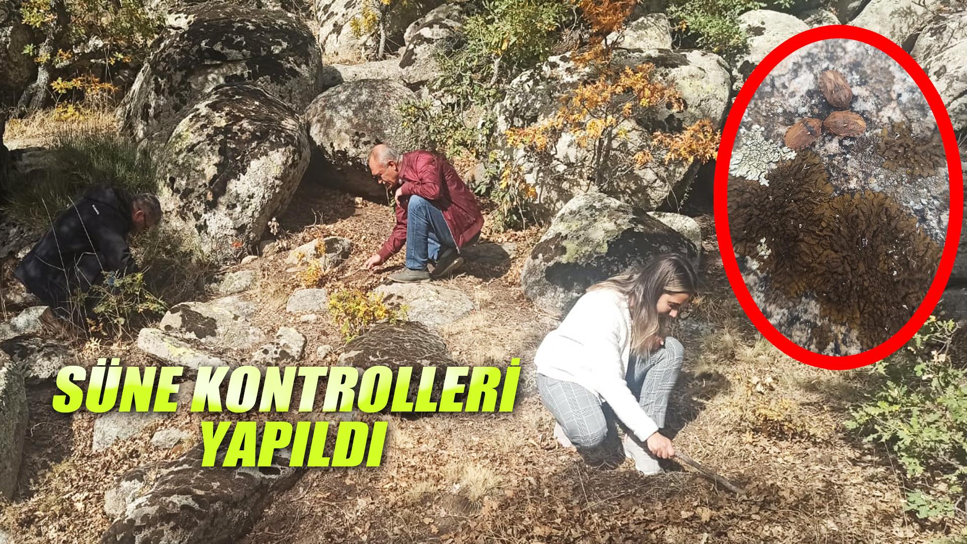 SÜNE MÜCADELE PROGRAMI