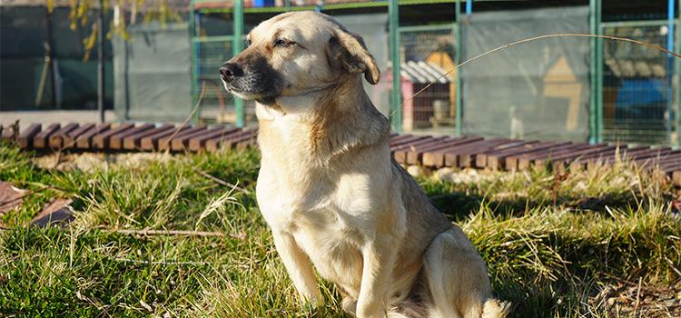 Başıboş köpekler için köy kurulsun önerisi
