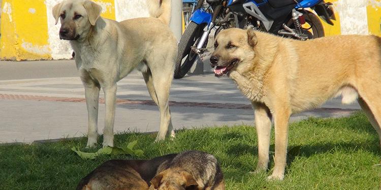 Kırıkkale'de başıboş köpekler çocuğa korku dolu anlar yaşattı!