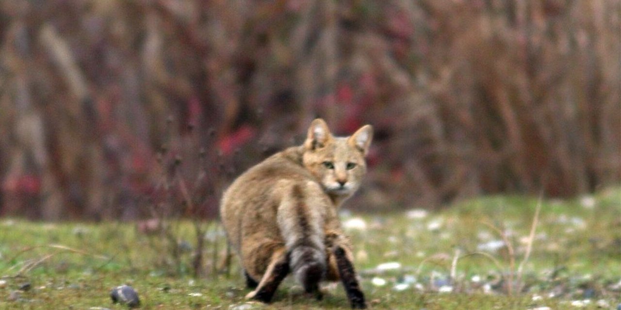 Yaralı halde bulunan yavru saz kedisi tedavisinin ardından doğaya geri salındı