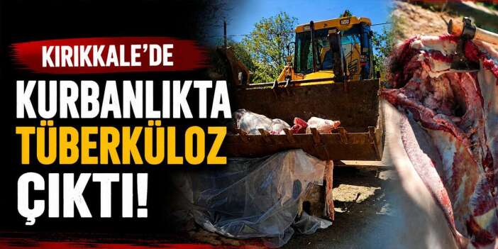Kurbanlıkta Tüberküloz çıktı! Ekipler imha etti!