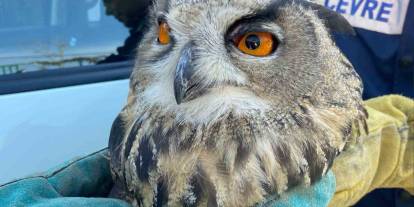 Kırıkkale’de yaralı puhu kuşu tedaviye alındı