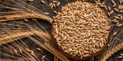 Kuraklık arpa ekimini artırdı