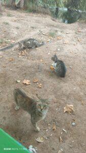 Aç kediler birbirlerinin gözlerini çıkarttılar - Kırıkkale Haber, Son Dakika Kırıkkale Haberleri