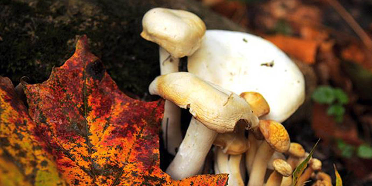 bilincsiz-mantar-tuketimi-olumcul-sonuclara-yol-aciyor2.jpg
