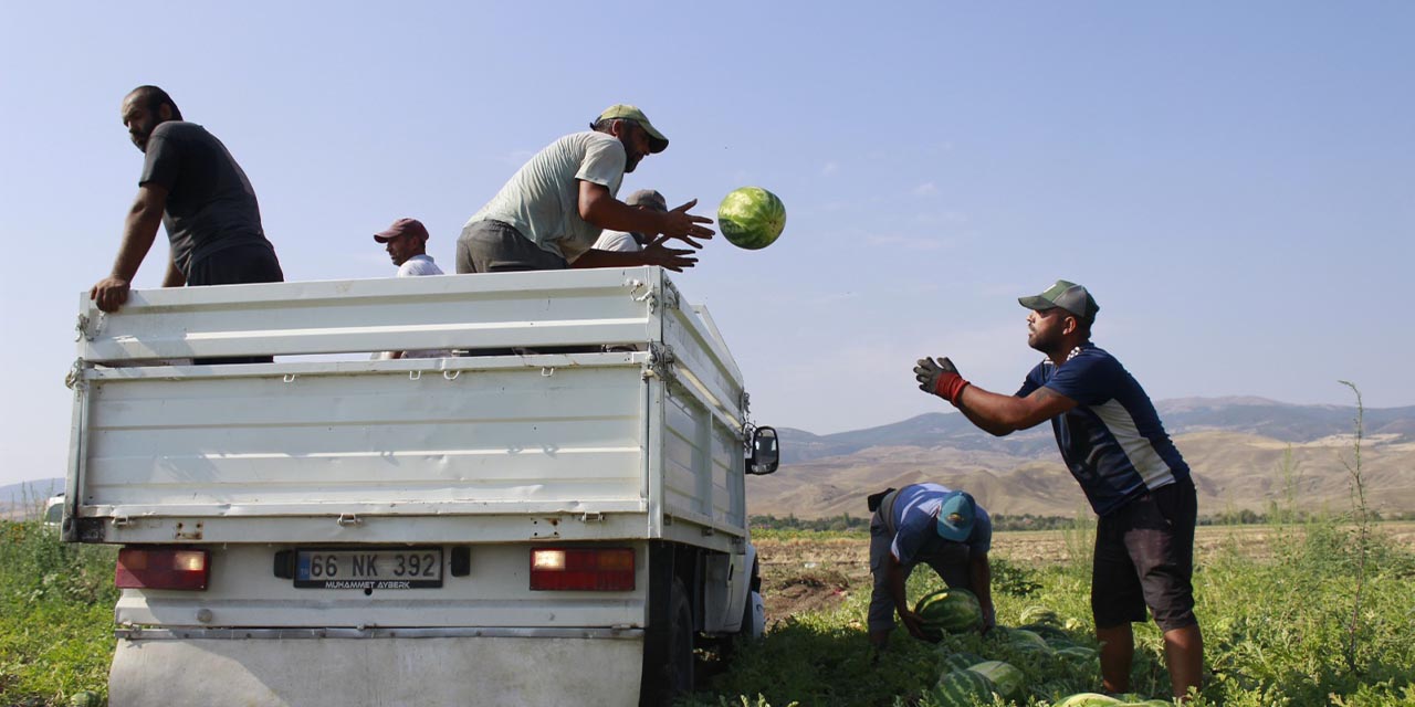 kirikkaleli-bu-karpuzlari-tercih-ediyor2.jpg