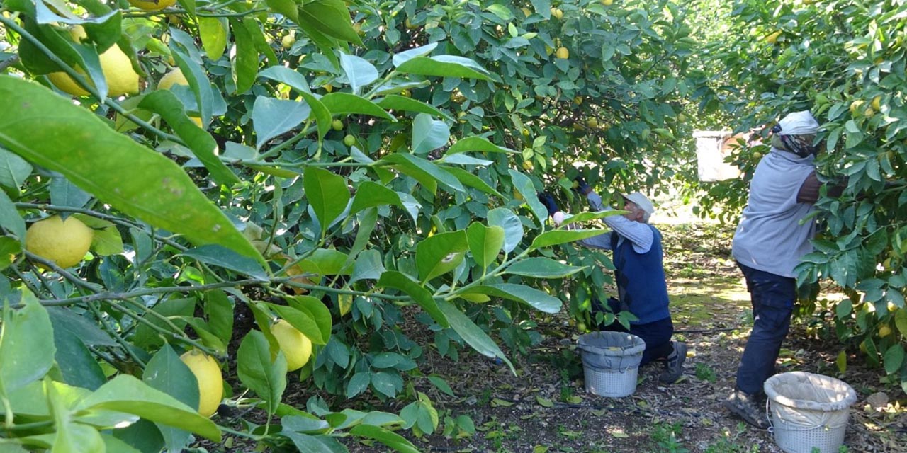limonun-fiyati-dusecek2.jpg