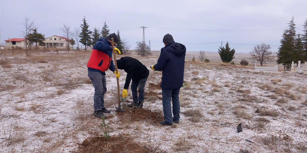 baliseyhte-mezarliklara-fidanlar-dikildi-3