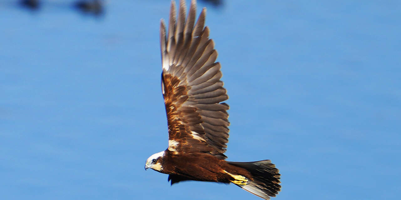 kirikkalenin-sessiz-misafirleri2