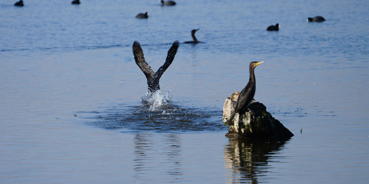 kirikkalenin-sessiz-misafirleri3