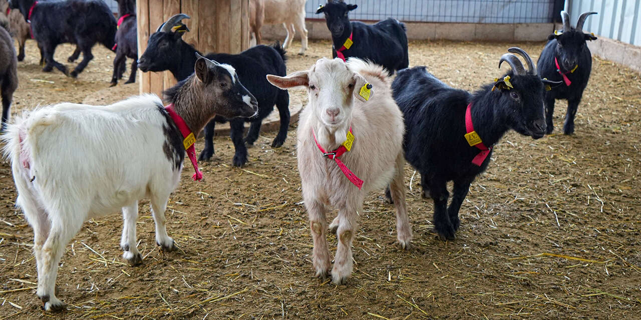 kedi-ve-kopeklere-rakip-cikti-yeni-evcil-alternatif-cuce-keci3