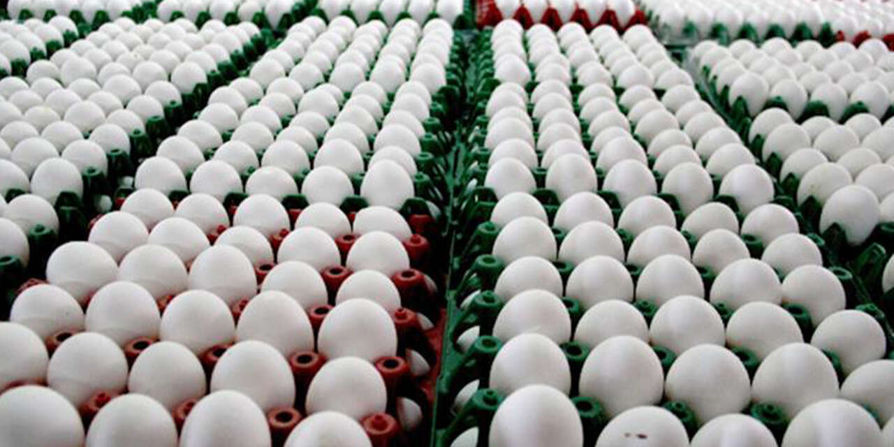 186-milyar-adet-tavuk-yumurtasi-uretildi-2