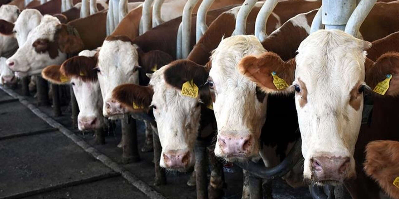 930-bin-898-ton-inek-sutu-toplandi2