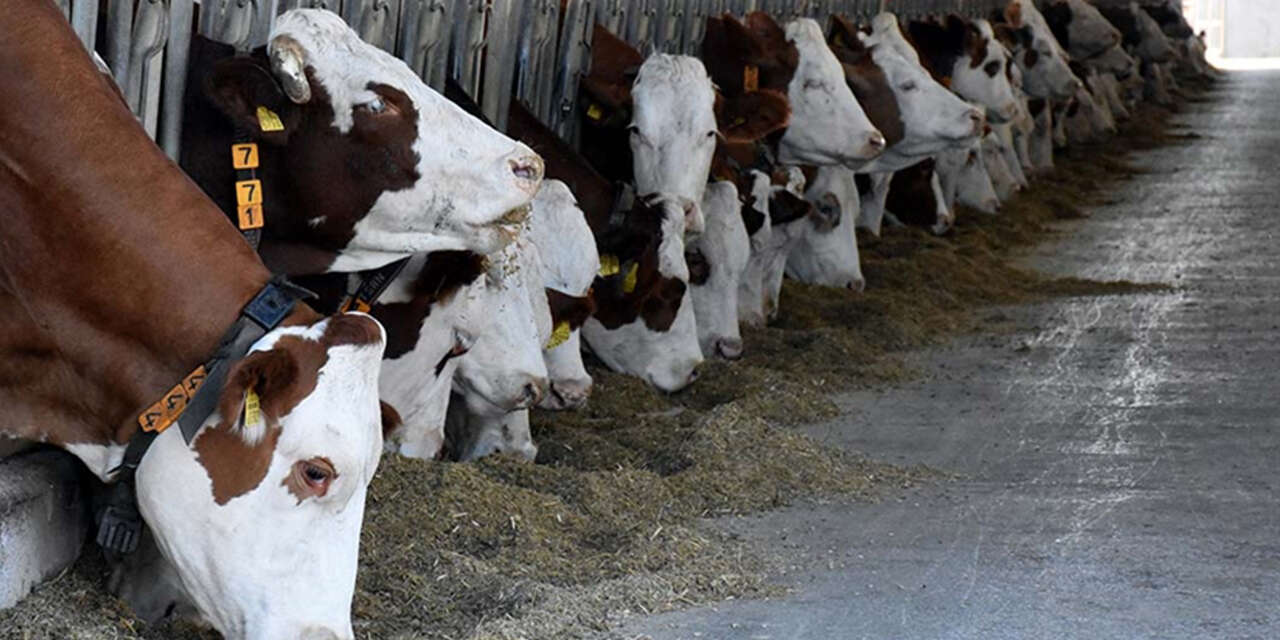 kucukbasta-da-sayi-artti-2