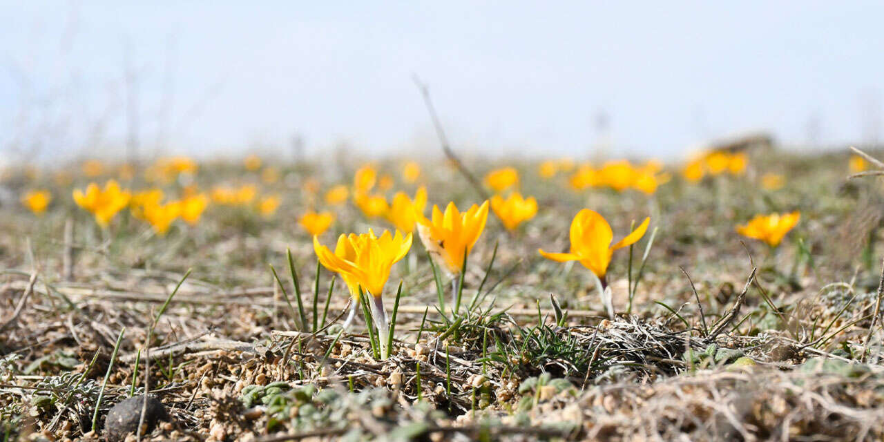 kirikkalede-bu-yil-cigdemler-bahari-erkenden-mujdeledi-1