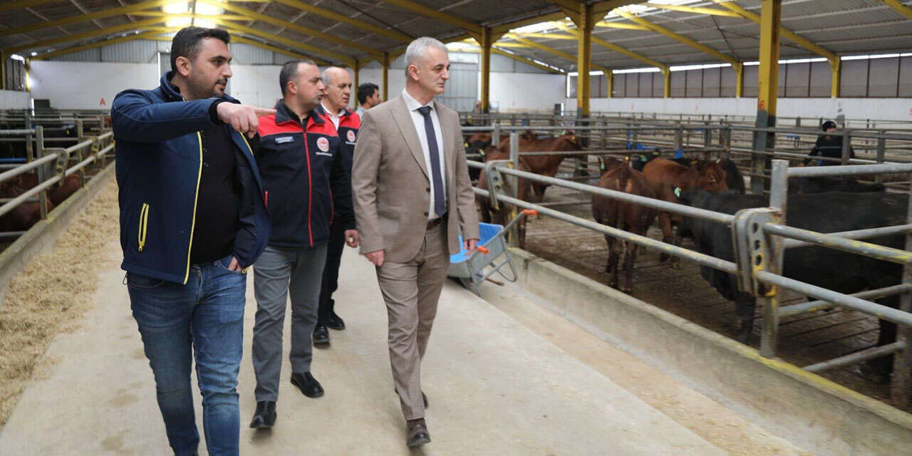 baliseyhte-buyukbas-hayvanciliga-yatirim2