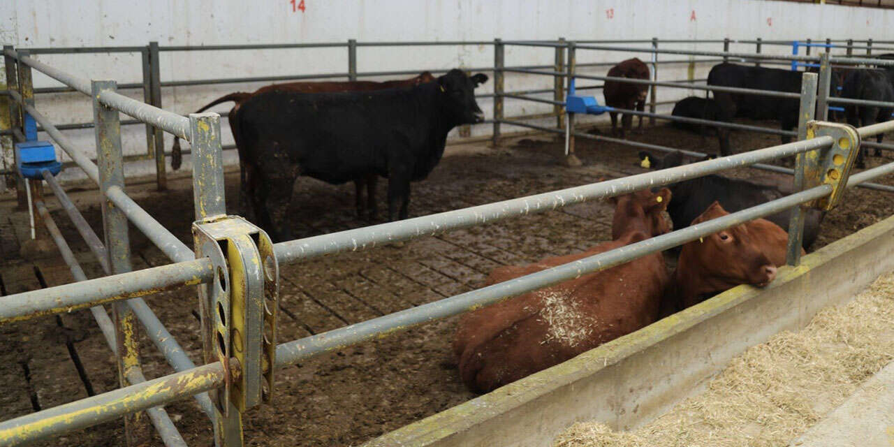 baliseyhte-buyukbas-hayvanciliga-yatirim3