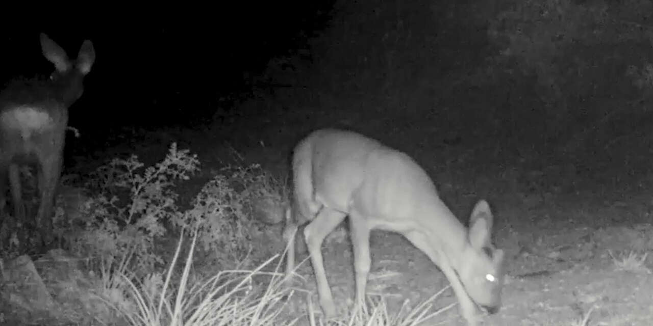 kirmizi-listedeki-ormanin-hayaleti-vasak-fotokapana-takildi-2