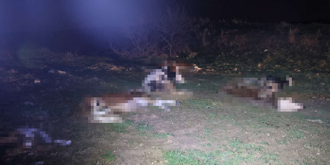 jandarma-harekete-gecti-hepsi-olu-bulundu-2