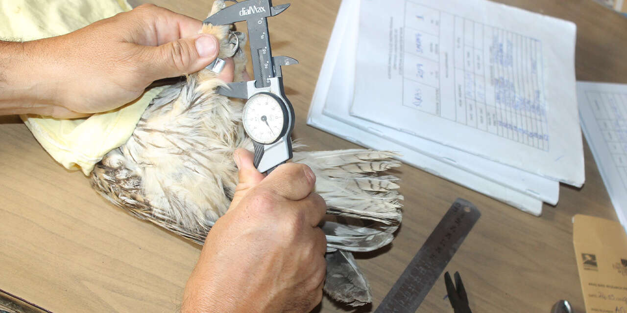 gocmen-kuslarin-ugrak-noktasi-turkiye2