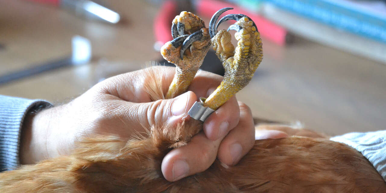 gocmen-kuslarin-ugrak-noktasi-turkiye3