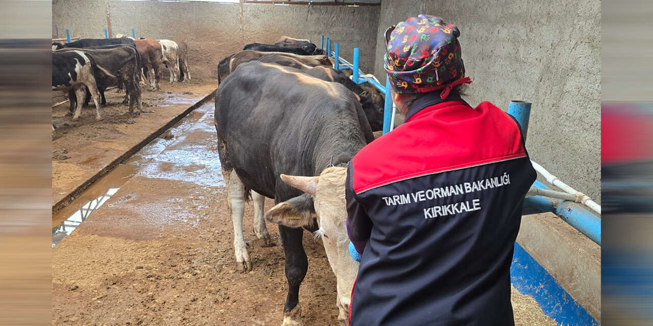 kirikkalede-hayvanlar-mercek-altinda-aman-dikkat2