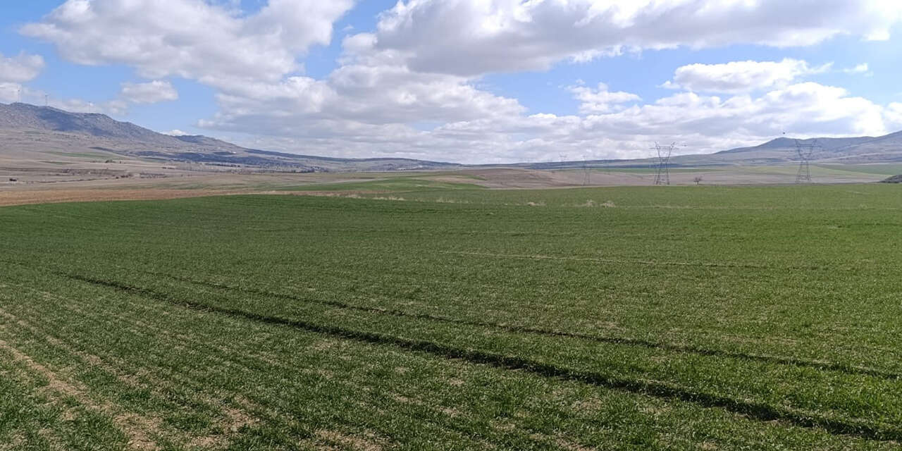 kirikkalede-tarimsal-uretim-sahada-denetleniyor-3