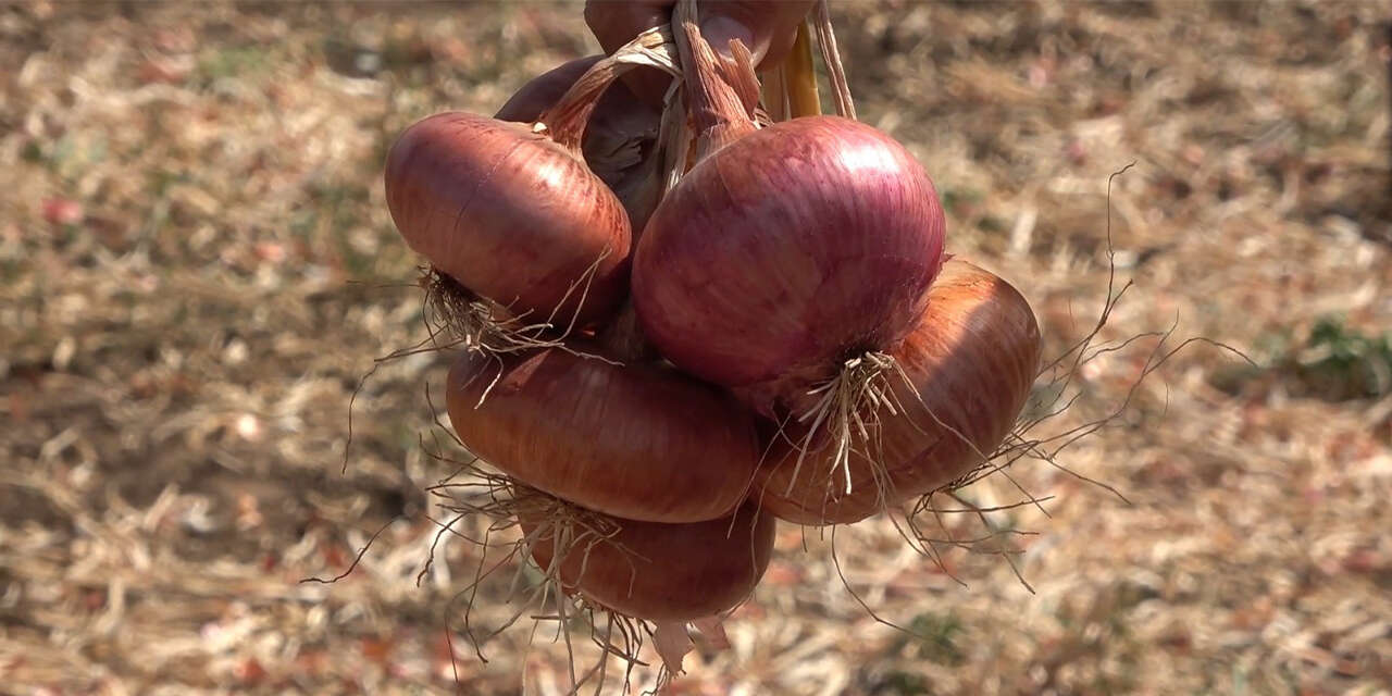 bozkirin-damaklarda-unutulmayan-lezzetleri-1