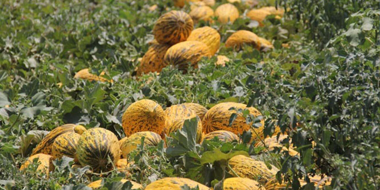 bozkirin-damaklarda-unutulmayan-lezzetleri-3