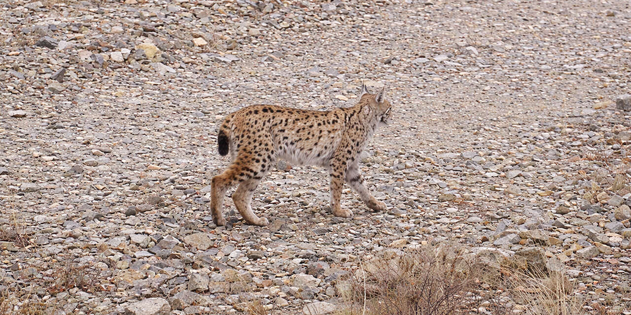 iucn-kirmizi-listesinde-yer-alan-hayalet-kirikkalede-goruntulendi